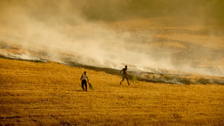 Voluntarios con ramas apagando el fuego en un campo de rastrojo