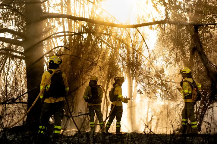Cuatro bomberos forestales entre pinos y rayos de luz